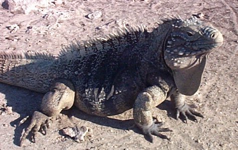 Cayo Iguana