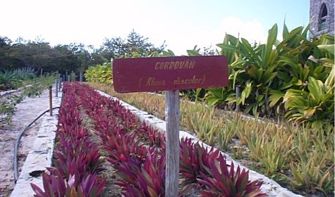 Cordovan - Tower's garden