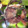 Hummingbird nest