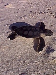 Turtles released