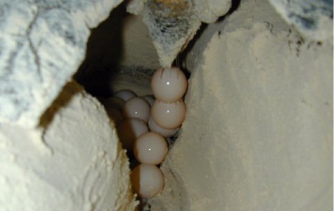 Night adventure - turtle laying eggs