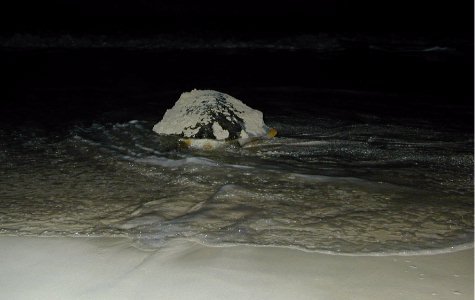 Night adventure - turtle laying eggs