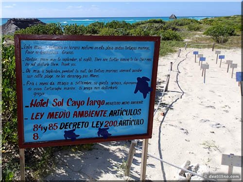 Turtles are protected by law in Cuba