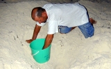 Collecting eggs from a sea turtle nest