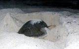 Sea Turtle digging its nest