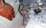 Sea turtle egg chamber