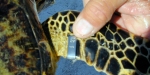 Turtle tagging