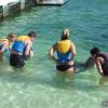 Swim with dolphins (Playa Sirena)