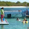 Swim with dolphins (Playa Sirena)