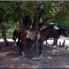 Horses in Cayo Largo