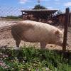 Pig farm (Playa Luna)