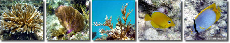 Snorkeling, Cayo Largo, Cuba