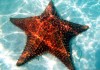 Starfish